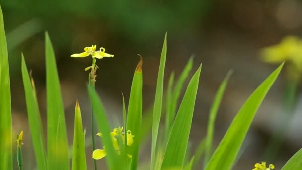 Walking iris flowers is shaking — Stock Video