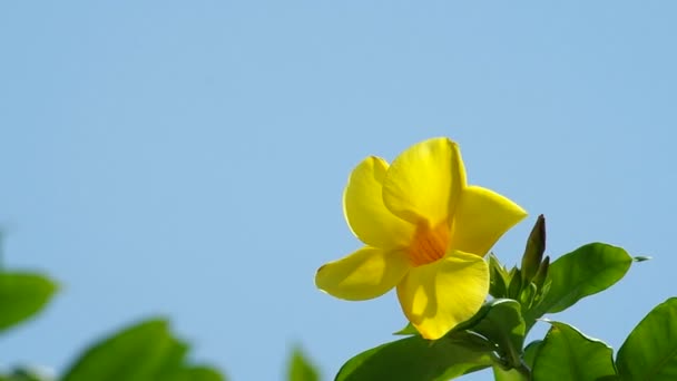 Arany trombita virágot rázza a szél — Stock videók