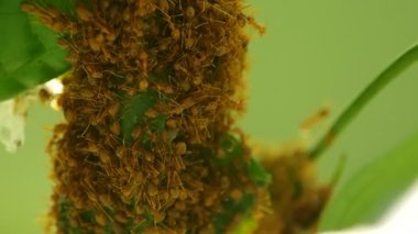 Weaver karıncalar onların kovan inşa ediyoruz