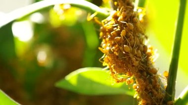 Weaver karıncalar bitki ateş kapsayan