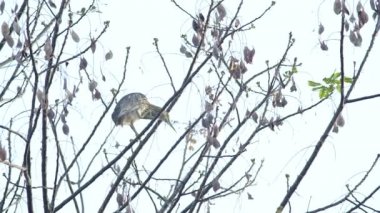 Heron dinlenme ve onun kafa Temizleme