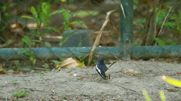 Κίσσα robin πουλί στο έδαφος — Αρχείο Βίντεο
