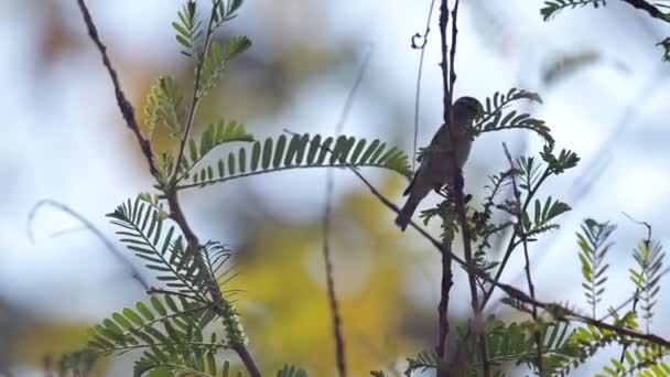 Little bird eating young leaf — Stock Video