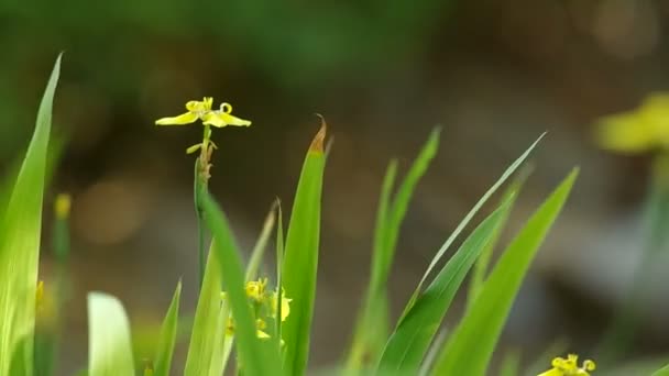 Caminando flores de iris y hojas caen alrededor — Vídeo de stock