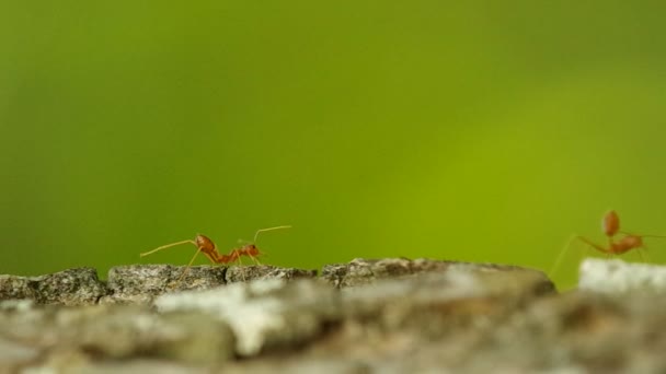 Weaver ant flytta dess fot — Stockvideo