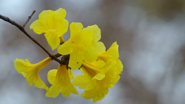 Gyllene träd blommor skakar — Stockvideo