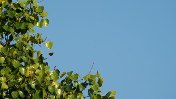 Heliga fikonträdet trädkronorna och myna fågel — Stockvideo