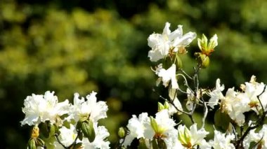 beyaz büyük ormangülü