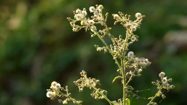 Flores de diente de león silvestre y el viento — Vídeos de Stock