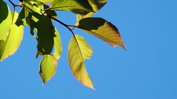 Grupo de hojas jóvenes tiemblan con el viento — Vídeo de stock
