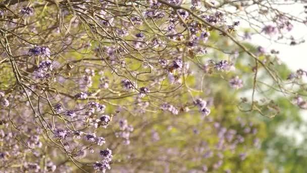 Квіти Жакаранди рухаються з вітром — стокове відео