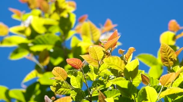 Grupo de hojas jóvenes tiemblan con el viento — Vídeo de stock