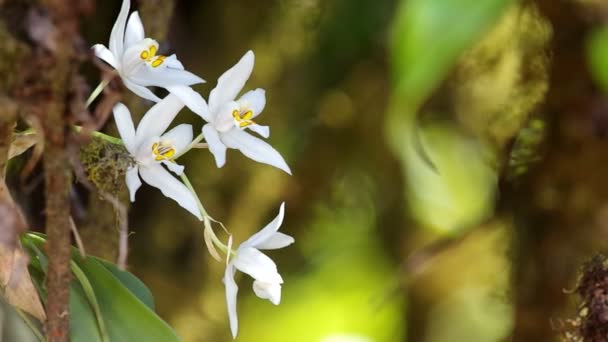 Orchidee bianche selvatiche — Video Stock