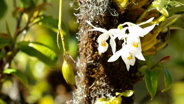 Orchidées blanches sauvages et son ampoule — Video