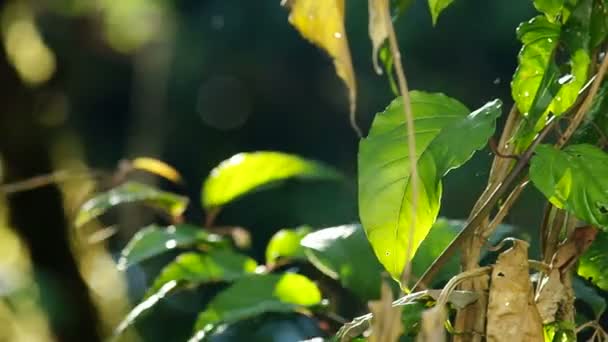 Zielone liście shake z wiatrem — Wideo stockowe