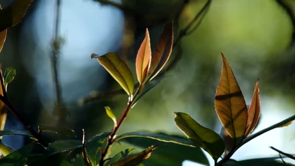 若い葉の揺れの背景光を持つグループ — ストック動画