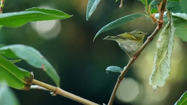 Oriental coroado warbler está voando para longe — Vídeo de Stock