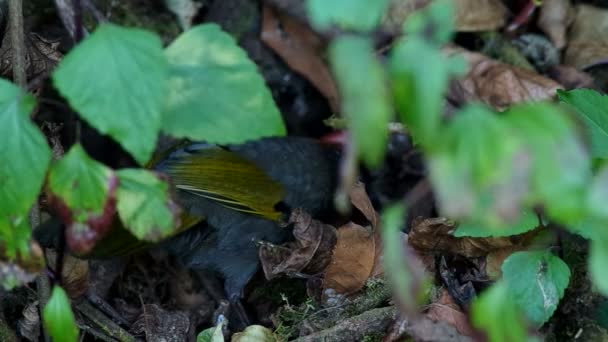 Stříbro nádherná Laughingthrush v buši — Stock video