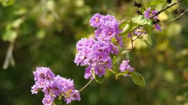 Tay Bungor çiçekler rüzgarla sallayarak