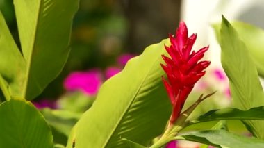 Kırmızı zencefil çiçek ve yaprakları