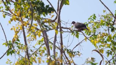 Benekli güvercin kuru ağaç üzerinde dinlenme