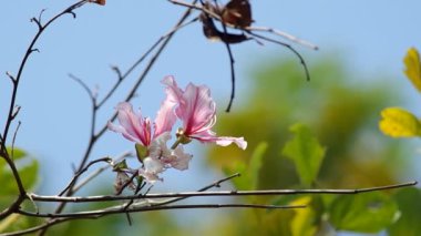 Rüzgar gibi sallayarak beyaz orkide ağaç çiçek