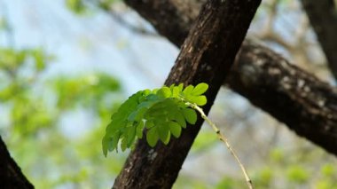 Grup sallamak rüzgarla yapraklar