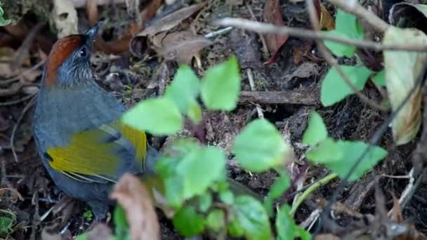Срібло болотна Laughingthrush стрибок — стокове відео