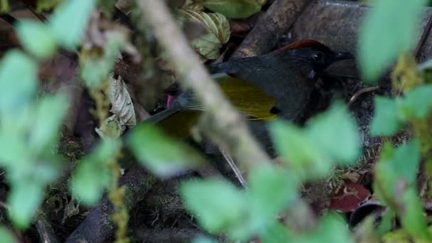 Stříbro nádherná Laughingthrush je hledání potravy — Stock video