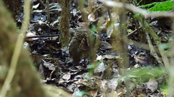 Two Rufous-throated Partridges cleaning itself — Stock Video