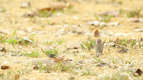 Moineau cherche et mange la nourriture — Video