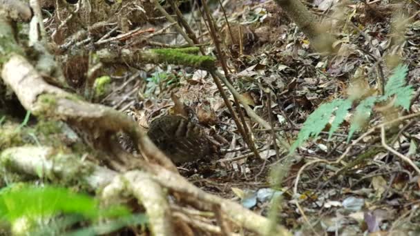 Rufous-throated Partridges sta cercando e mangiando cibo — Video Stock