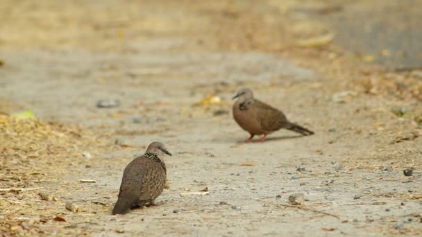 Colombe macchiate sono in piedi sul terreno — Video Stock