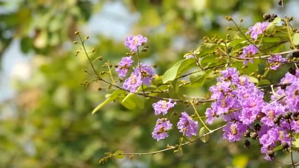 Bungor bloemen schudden met wind — Stockvideo