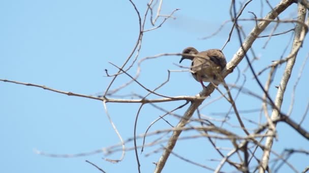 Пятнистая голубка отдыхает на сухом дереве — стоковое видео