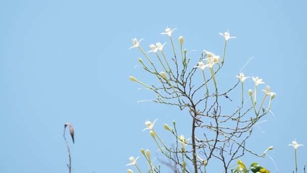 Indiase cork boom bloemen verplaatsen met de wind — Stockvideo