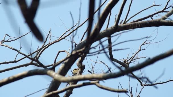 Vogel pflückt die kleinen Äste — Stockvideo