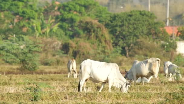 Kuhgruppe isst und ruht auf dem Reisfeld — Stockvideo