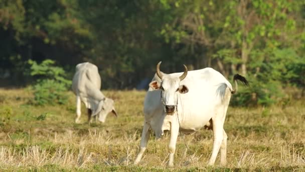 Dos vacas comiendo en el campo — Vídeos de Stock