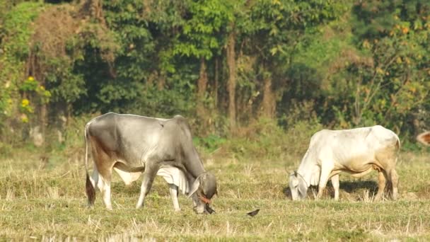 vaches paissent l'herbe 