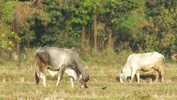 Vacas estão pastando a grama — Vídeo de Stock