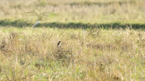 Uccello stonechat in campo risaia — Video Stock