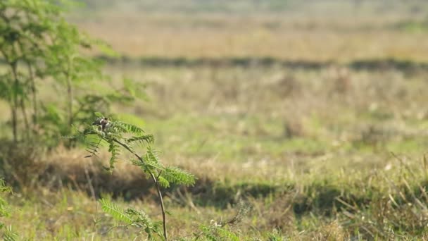 Stonechat on the miema shoot — стоковое видео