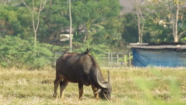 Myna birds on the buffalo back — Stock Video