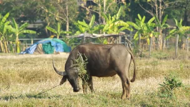 Buffalo få besvär med rep — Stockvideo