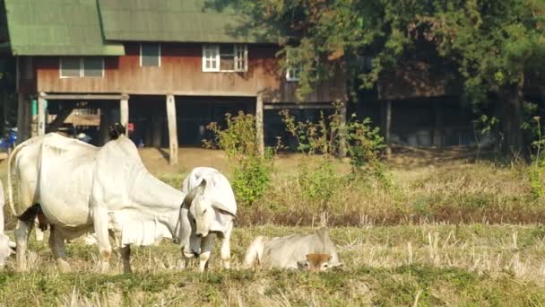 Mutterkuh schlägt ihrem Nachwuchs sanft auf den Hintern — Stockvideo