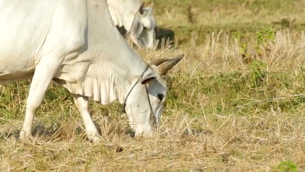 Vache est pâturage l'herbe — Video