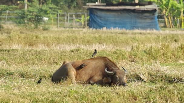 Buffalo uyan — Stok video