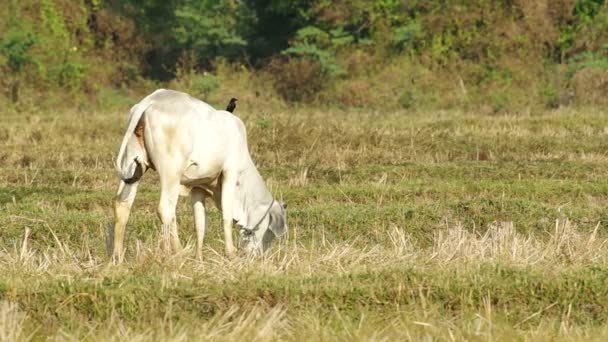 jeune veau et drongo 