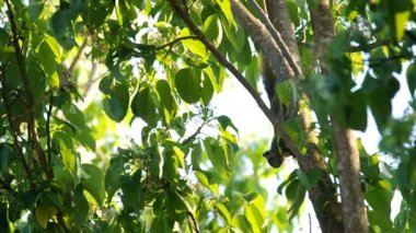 Sincap alarak ve bitki yemek